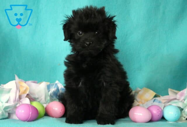 Pupcake Pomapoo2 image