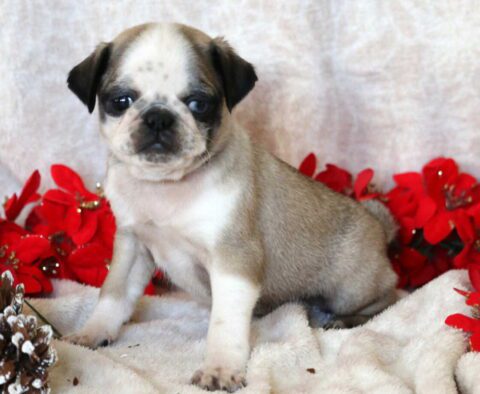 Pupcake Pug