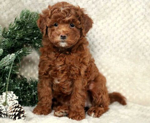 Pupcake Toy Goldendoodle