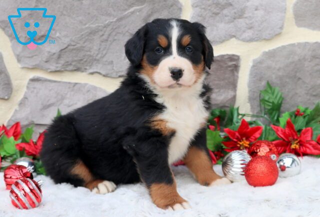 Puppers Bernese Mountain Dog 1-001