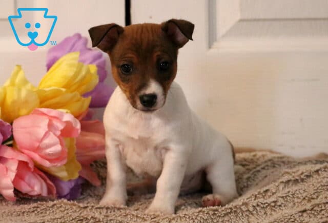 Puppers Jack Russell image