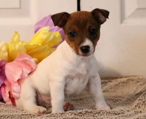 Puppers Jack Russell2