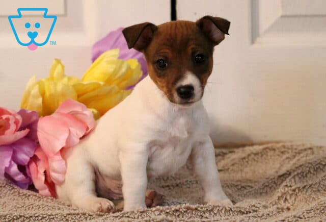 Puppers Jack Russell2 image