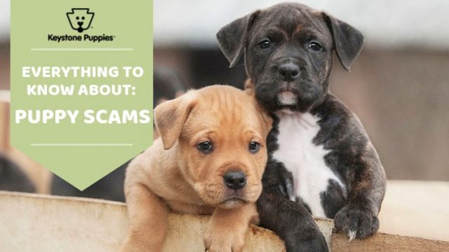 Keystone Puppies Sniffs Out Online Puppy Scams