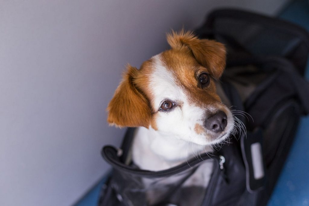 Puppy on airplane shipping cargo