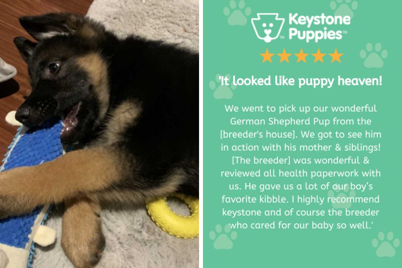 Keystone Puppies breeder review from a customer.