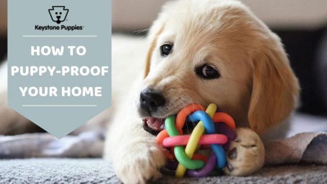 How to Puppy Proof Your Home