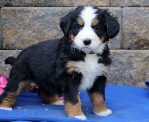 Purdy Bernese2