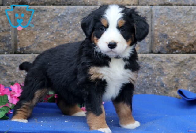 Purdy Bernese2 image
