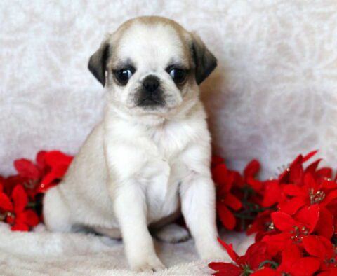 Purdy Pug