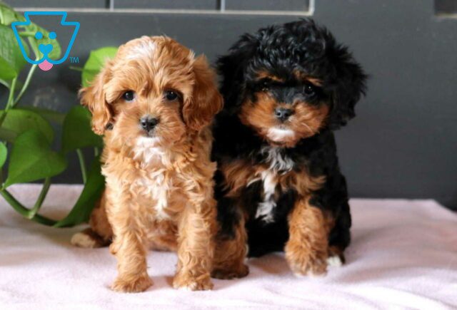 Q Litter Cavapoo Group