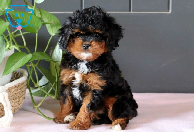 Queenie Cavapoo