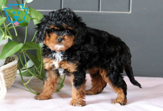 Queenie Cavapoo2