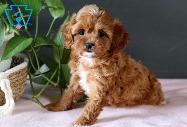 Quinn Cavapoo