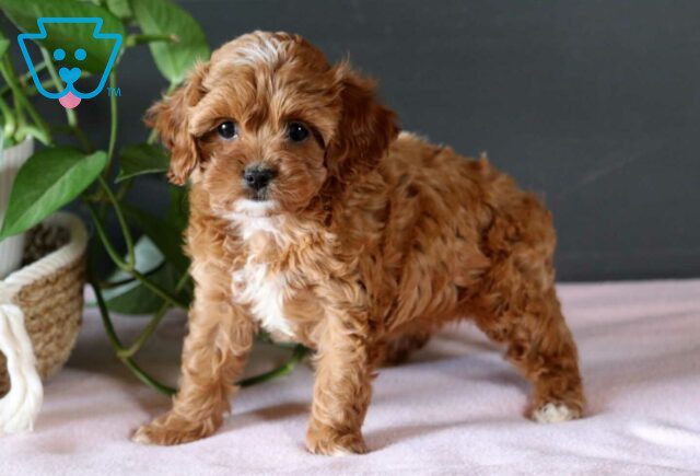 Quinn Cavapoo2