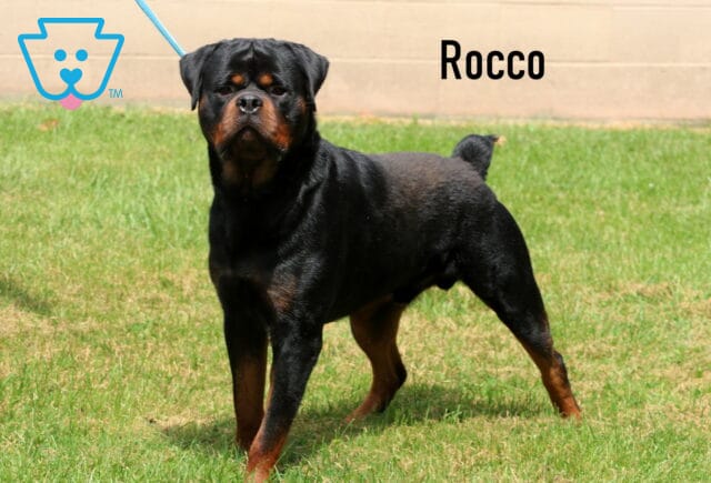 Racco Rottweiler James Nolt image