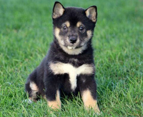 Racco Shiba Inu
