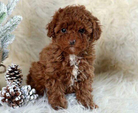 Rachel Mini Poodle