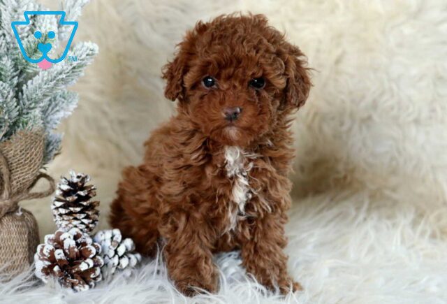 Rachel Mini Poodle image