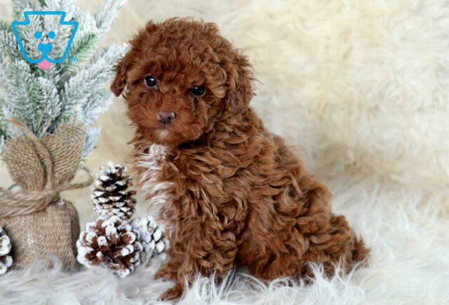 Rachel Mini Poodle2 image