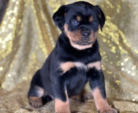 Rachel Mini Rottweiler