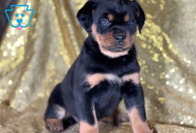 Rachel Mini Rottweiler image