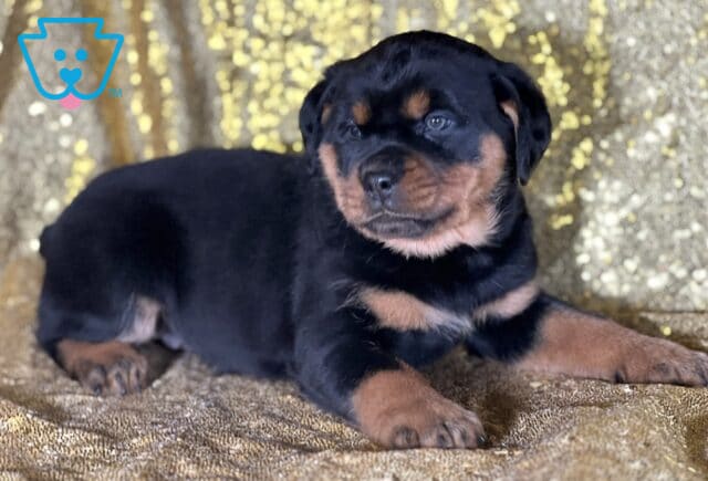 Rachel Mini Rottweiler2 image