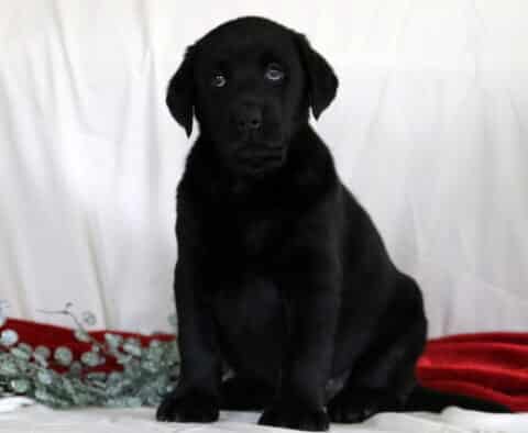 Rain Black Lab