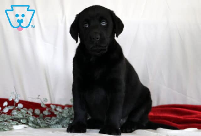 Rain Black Lab image