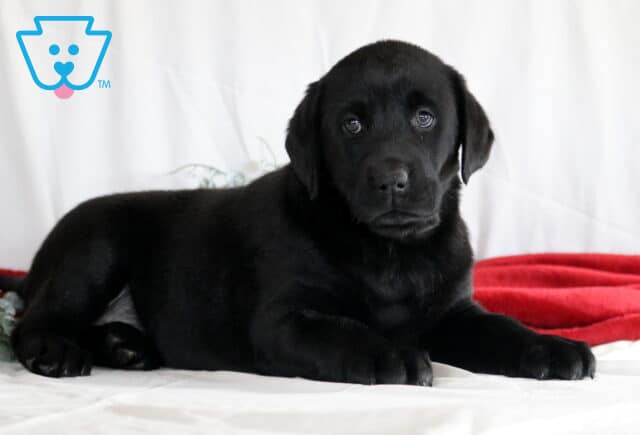 Rain Black Lab2 image