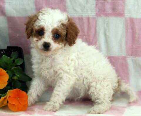 Rain Cavapoo