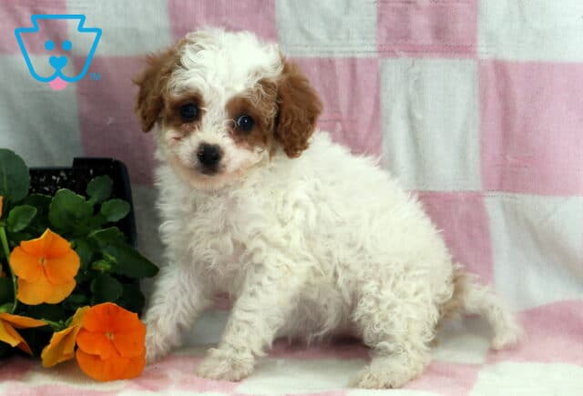Rain Cavapoo image