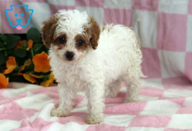 Rain Cavapoo2 image