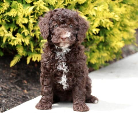 Rain Mini Bernedoodle