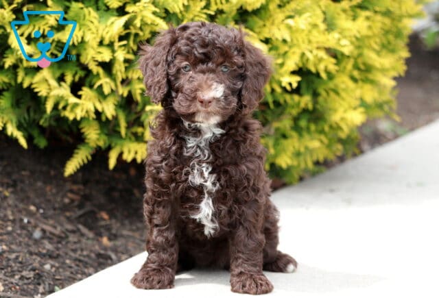 Rain Mini Bernedoodle image