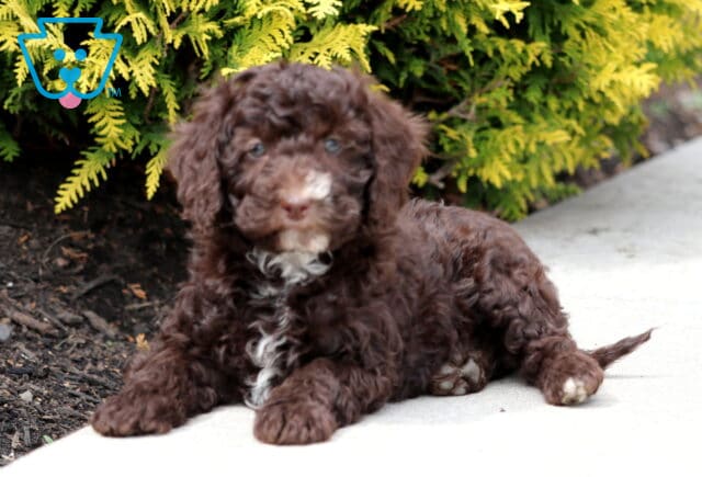 Rain Mini Bernedoodle2 image
