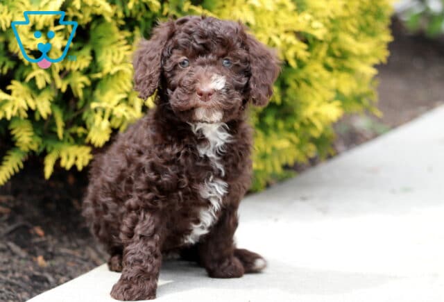 Rain Mini Bernedoodle3 image