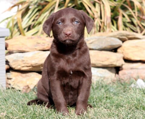 Rainbow Choc Lab