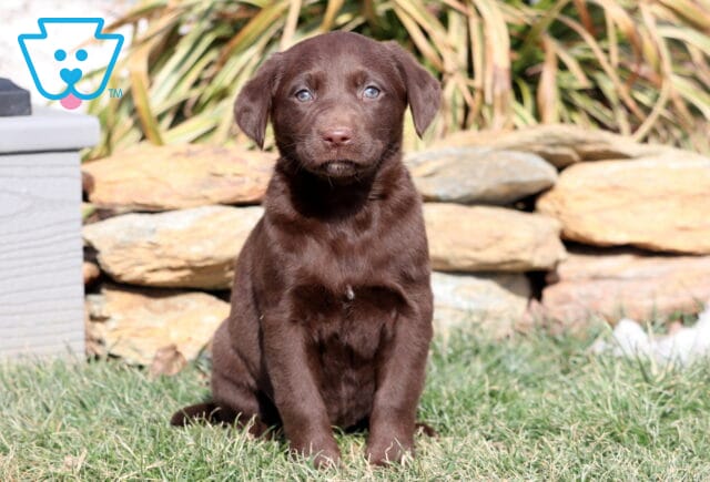 Rainbow Choc Lab image