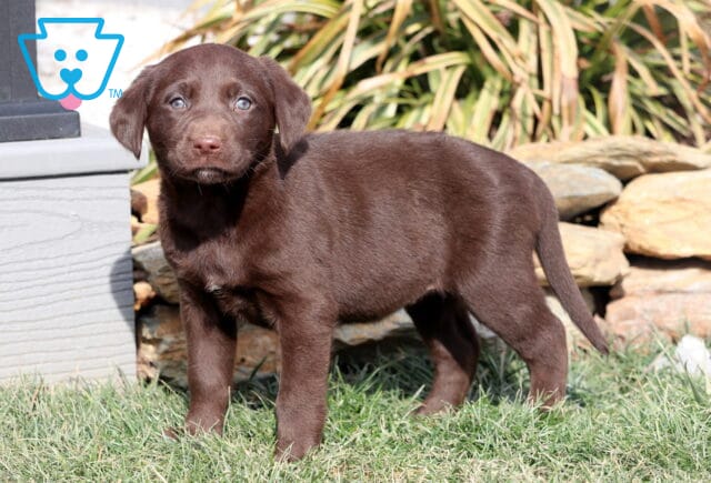 Rainbow Choc Lab2 image
