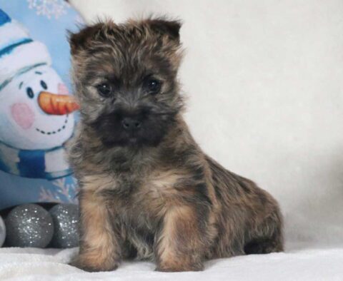Rainy Cairn Terrier