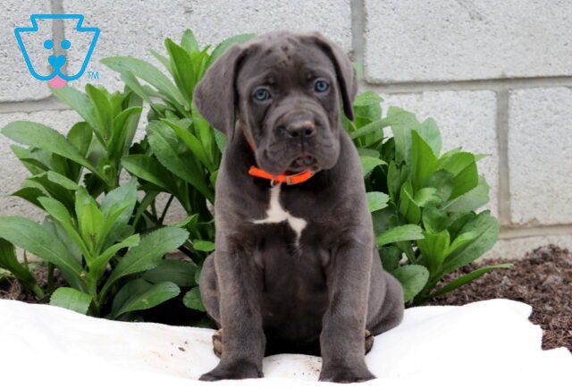 Rainy Cane Corso 1-001