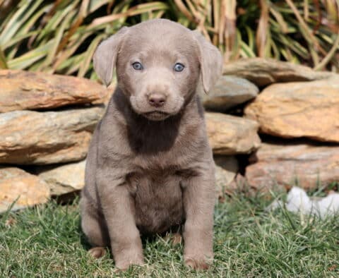 Rainy Silver Lab2