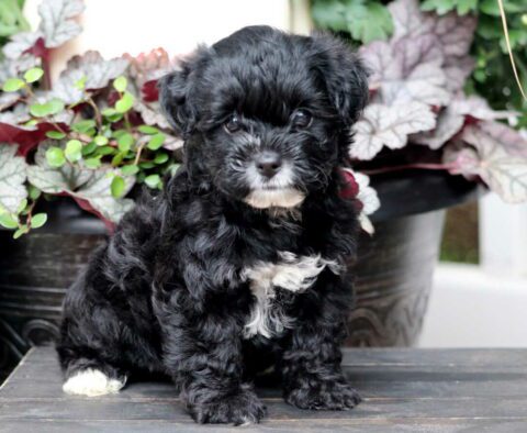 Rainy Yorkiepoo3