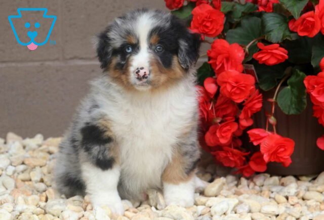 Ralph Australian Shepherd