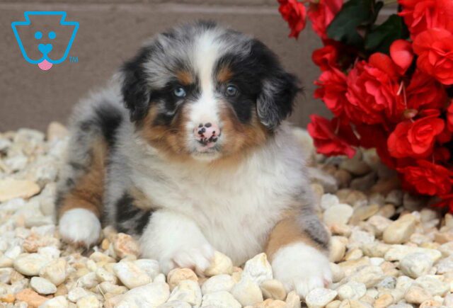 Ralph Australian Shepherd2