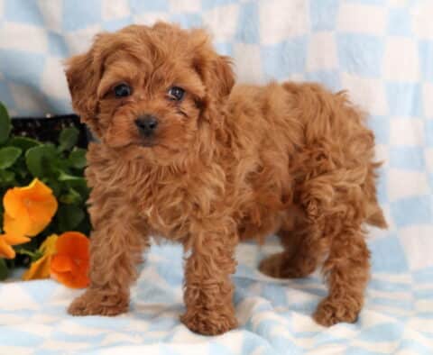 Rambo Cavapoo