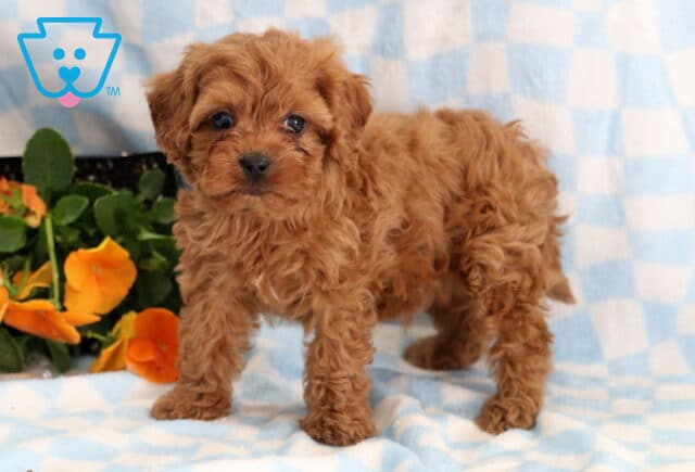 Rambo Cavapoo image