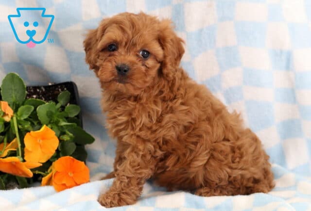 Rambo Cavapoo2 image
