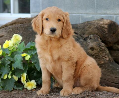 Randy Goldendoodle